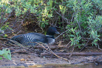 Canvas Print - common loon or great northern diver (Gavia immer) at nest