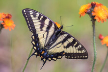 Papilio Canadensis, The Canadian Tiger Swallowtail In Pilosella Aurantiaca (fox-and-cubs, Orange Hawk Bit, Devil's Paintbrush, Grim-the-collier)