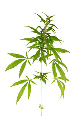  Marijuana plant isolated on white background. Hemp leaf close up. Cannabis green leaf.