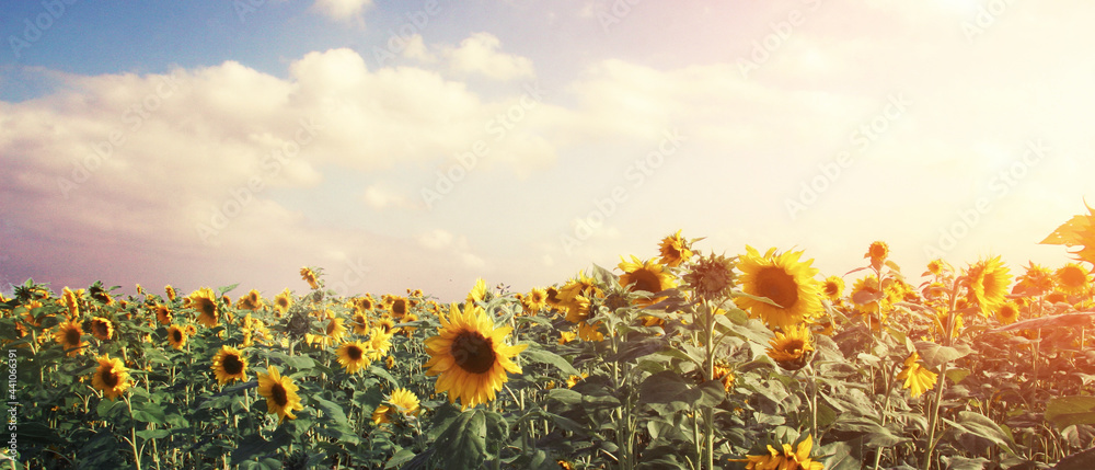 Wunderschöne Sonnenblumen - obrazy, fototapety, plakaty 