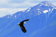 An American bald eagle flies along Alaska's Chugach Range carrying freshly gathered nesting material.