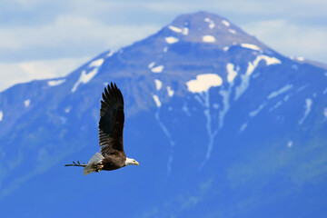  An American bald eagle flies along Alaska's Chugach Range carrying freshly gathered nesting material.