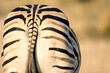 Kruger National Park: zebra