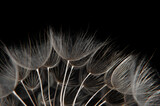 Fototapeta Dmuchawce - Large dandelion on a black background closeup 