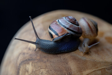 Closeup of  two snails