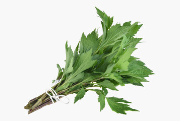 fresh mugwort leaves isolated on white background