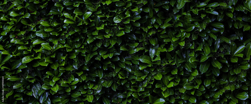 Laurier cerise (Prunus laurocerasus). Mur de feuille d'un buisson abstrait vert. Bannière, texture et arrière plan en volume - obrazy, fototapety, plakaty 