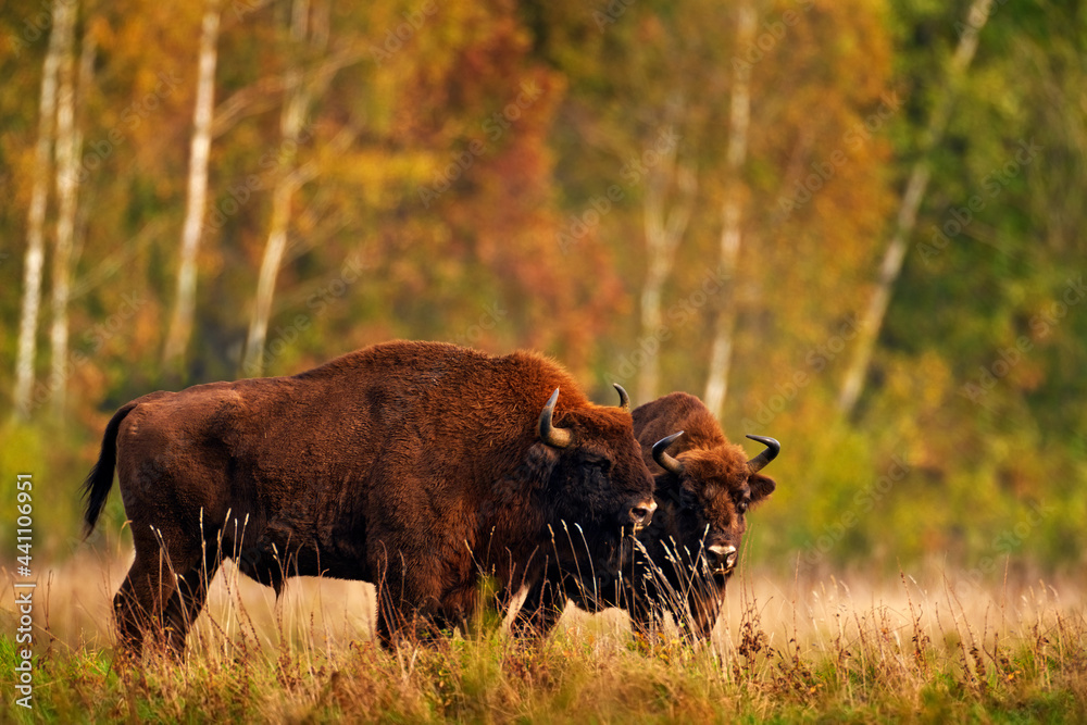 Bison herd in the autumn forest, sunny scene with big brown animal in the nature habitat, yellow leaves on the trees, Bialowieza NP, Poland. Wildlife scene from nature. Big brown European bison. - obrazy, fototapety, plakaty 