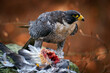 Peregrine Falcon, bird of prey sittingin forest moss stone with catch during autumn season, Germany. Falcon witch killed dove. Wildlife scene from snowy nature.