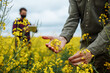 A farmer checks the flowering rapeseed plants, an agronomist in the background with a tablet enters data. Smart farm, technologies in agronomy, internet. Man examining blooming.