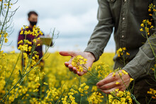 A Farmer Checks The Flowering Rapeseed Plants, An Agronomist In The Background With A Tablet Enters Data. Smart Farm, Technologies In Agronomy, Internet. Man Examining Blooming.