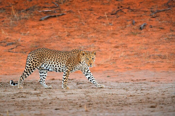 leopard, panthera pardus, walking in the red orange sand. africa leopard in kgalagadi desert in bots