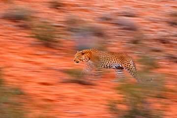 Artistic photo of African leopard, Panthera pardus, expressing movement by camera panning techniques. Motion blur of wild leopard in Kgalagadi desert in Africa. Art wildlife nature, cat in wilderness.