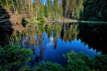 Wall Mural - Dark forest lake Boubinske jezirko, Sumava NP, Czech Republic. Still water level with mirror trees in the water. Travelling in Europe. Green summer vegetation in nature.