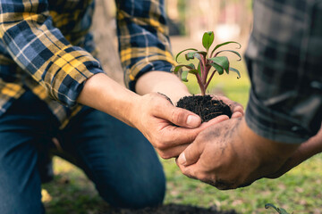 two young men are planting a tree to preserve the environment, plant tree concept to reduce global warming, eco concept green world, nature, environment, and ecology