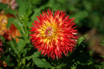 Dahlia rouge au jardin