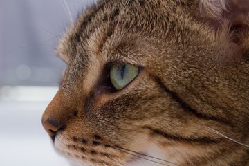 Closeup of a tabby cat`s face with green eyes. A cat with brown fur and a dark drawing is looking ahead. Face detail.