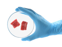 Scientist Holding Petri Dish With Pieces Of Raw Cultured Meat On White Background, Top View