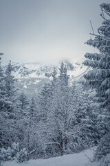 High Tatras in clouds, Poland. Winter in the mountains. Forest view during cold season. December in Zakopane. Selective focus on the trees, blurred background.