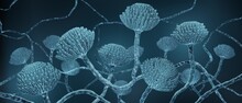 Mold Close-up, Microscopic Aspergillus Fungi 3d Illustration