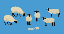 sheep (Suffolk)