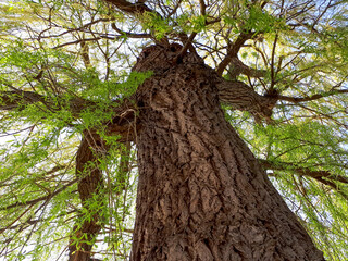 Low angle shot of a black willow tree in a field under the sunlight