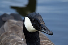 Full Head Half Profile And Back Of A Canada Goose (Branta Canadensis) With A Dark Blue Natural Background