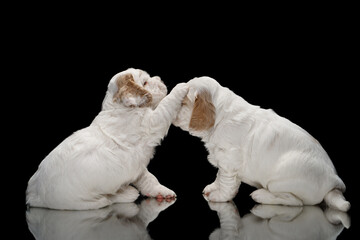 two puppies play. sweet newborn dog clumber spaniel indoors