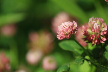 Brightly lit pink clover in the meadow on a sunny summer morning. Pink natural background. Flower head of pink clover close-up outdoors.