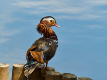 A Mandarin Duck Stands At The Edge Of A Glassy Blue Lake, Seeming To Pose To Show Its Beautiful Varicoloured Plumage To Best Effect.