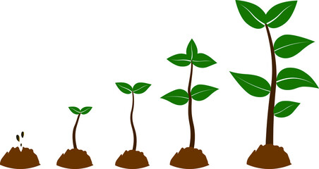 Phases growth tree. Phases plant growth with green leaf vector isolated on white background,plant growing in soil