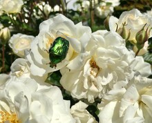 Rose Chafer Beetle, Cetonia Aurata, Feeding On White Roses In A Garden
