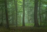 Fototapeta Tęcza - Foggy forest, at sunrise