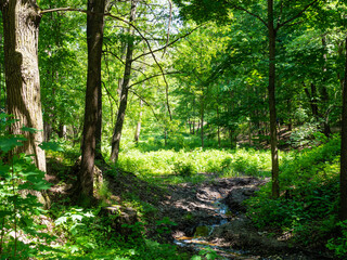 Wall Mural - little stream in overgrown ravine in green city park on sunny summer day