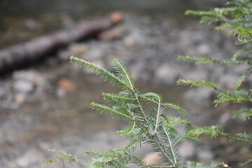 Poster - close up of a plant