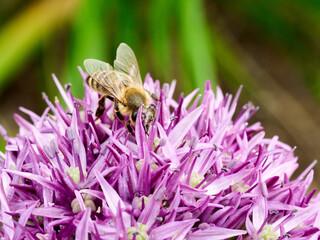 bees collect honey on ornamental garlic