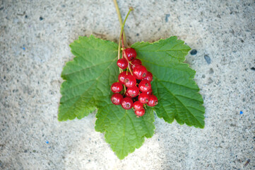 Ripe red currant berries and currant leaf on a neutral background 