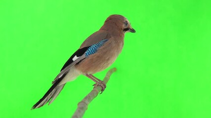 Wall Mural - Jay sits on a branch on a green screen, natural sound