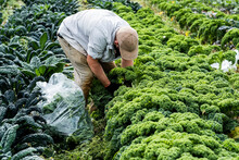 Farmer Standing In A Field, Picking Curly Kale.