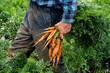 © Mint Images - Farmer standing in a field, holding freshly picked carrots.