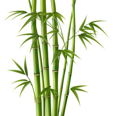 Wall Mural - Realistic Detailed 3d Bamboo Green Decoration Elements Set. Vector