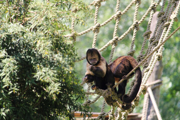 Sticker - Closeup shot of tufted capuchins or brown capuchins (Sapajus apella) on the rope