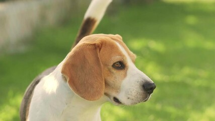 Wall Mural - Beagle dog closup outside. Tricolour animal sniffing air around. Canine theme