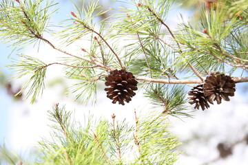 The crowns of longleaf pine tree species native to the Southeastern United States