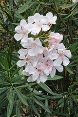 Poster - oleander, flowers and leaves