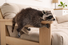 Cute Raccoon Lying On Armrest Of Sofa Indoors