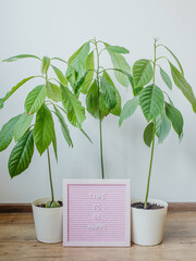 Wall Mural - Time to be happy. Motivational inscription on the background of home plants avocado in pots.