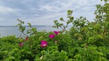 Fototapeta Niebo - morze