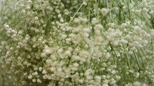 Alyssum White Small Flowers In A Bouquet Swirl Background Close Up