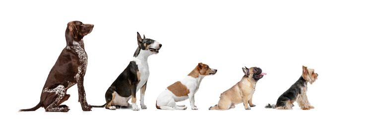 Sticker - Group of different purebred dogs sitting isolated over white studio background. Collage